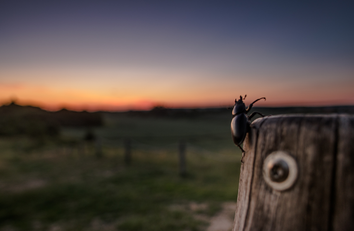 Ein Hirschkäfer genießt den Sonnenuntergang