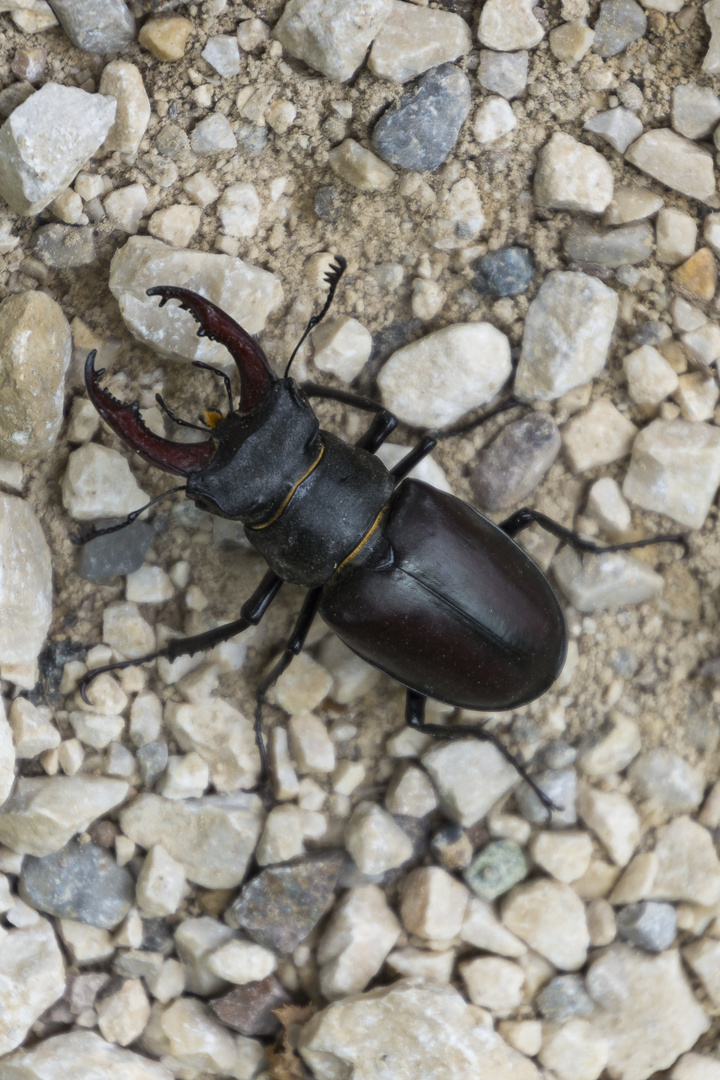 Ein Hirschkäfer mitten auf dem Waldweg