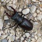 Ein Hirschkäfer mitten auf dem Waldweg