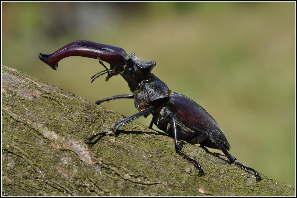 Ein Hirschkäfer zu Besuch.....