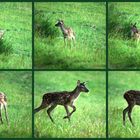 Ein Hirschkalb wird selbstständig