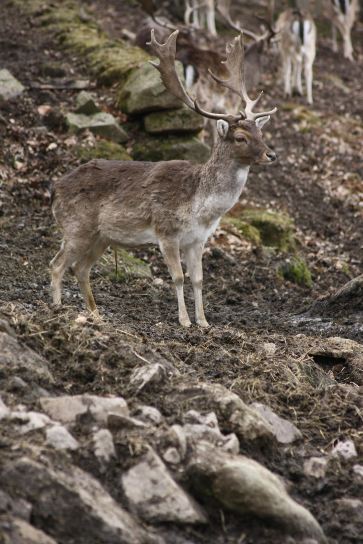 ein hirschlein steht im wald....