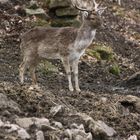 ein hirschlein steht im wald....