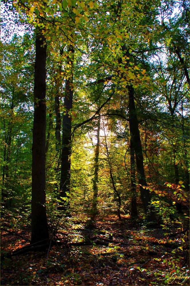 ein Hoch auf den Wald!