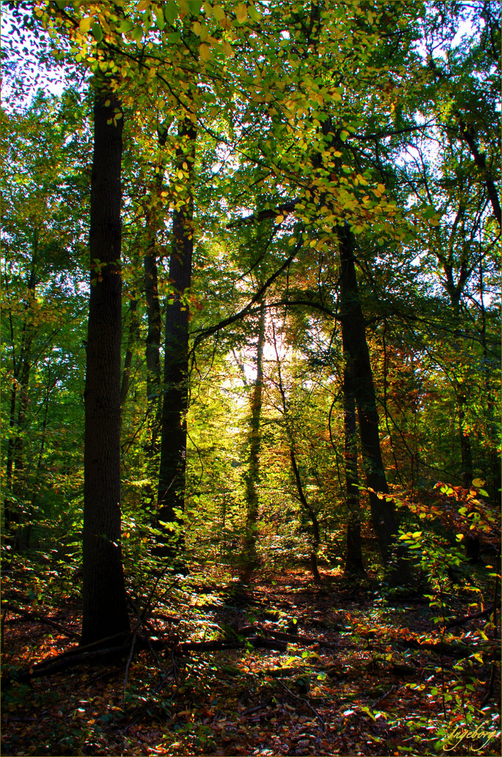 ein Hoch auf den Wald!