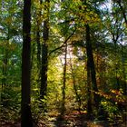 ein Hoch auf den Wald!