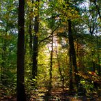 ein Hoch auf den Wald!