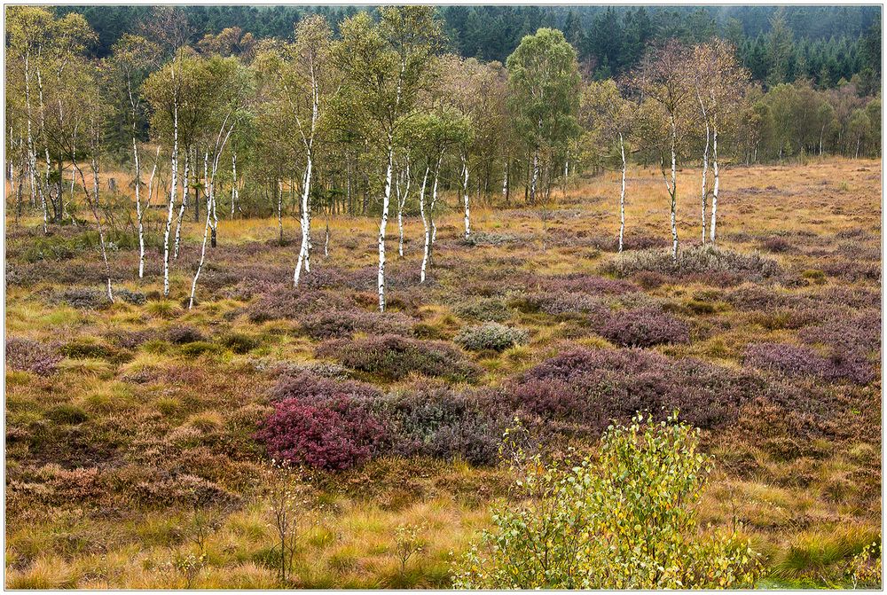 Ein Hoch auf ´s Moor und seine Idylle... 