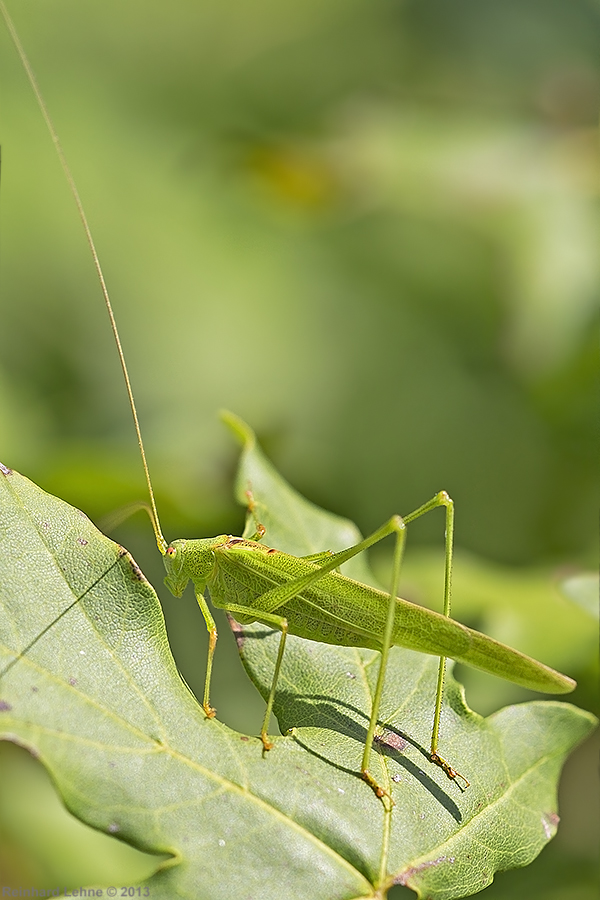 Ein hochbeiniges Modell