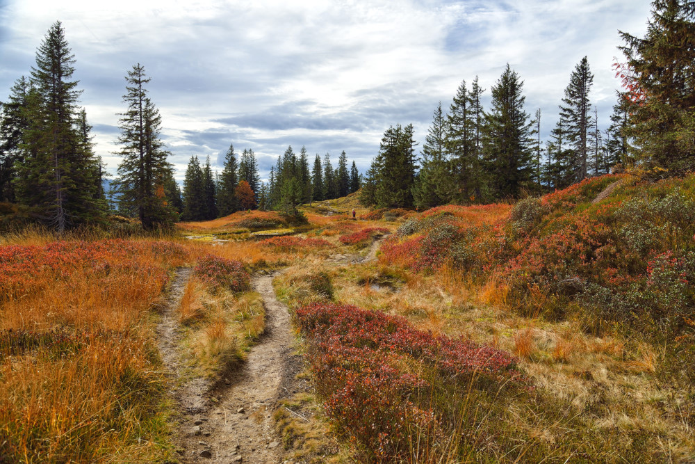 ein Hochmoor in den Alpen