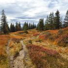 ein Hochmoor in den Alpen