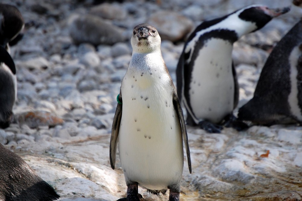 Ein hochnäsiger Brillenpinguin