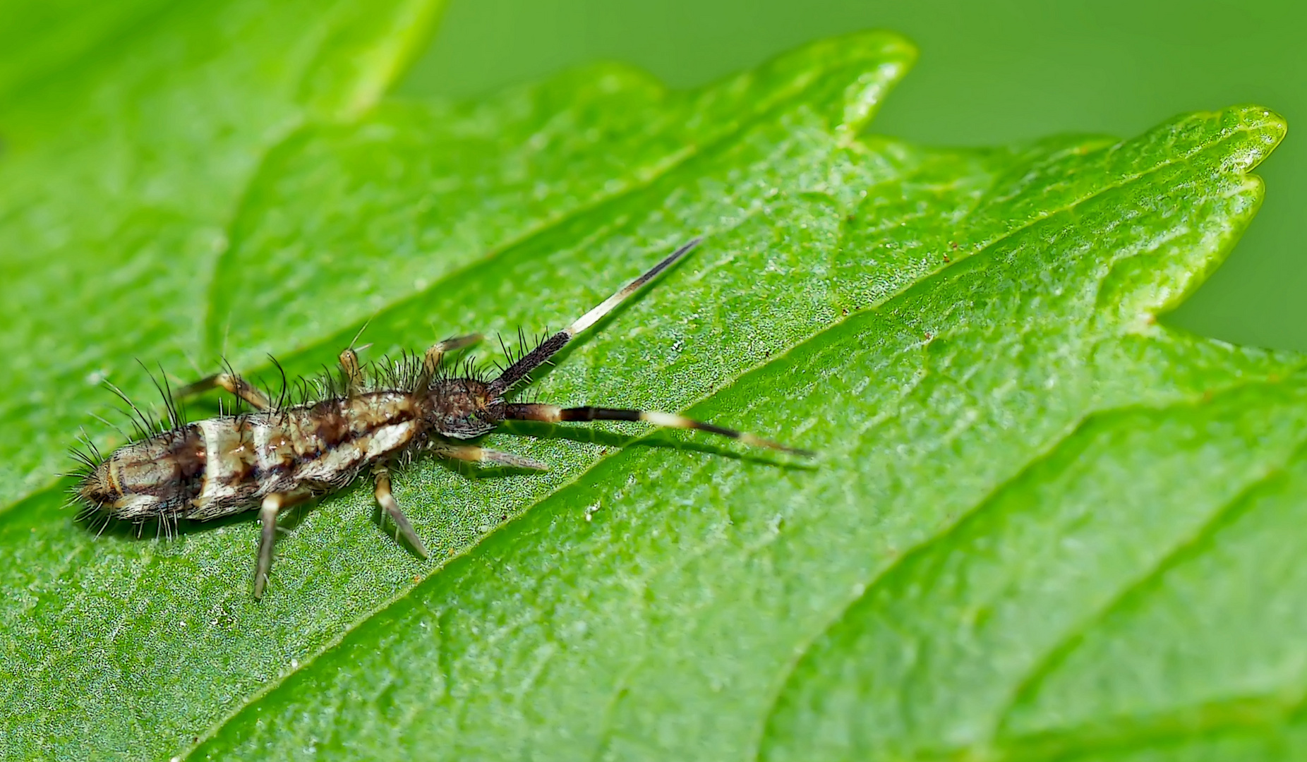 Ein höchstens 4 mm langes Urtierchen ...