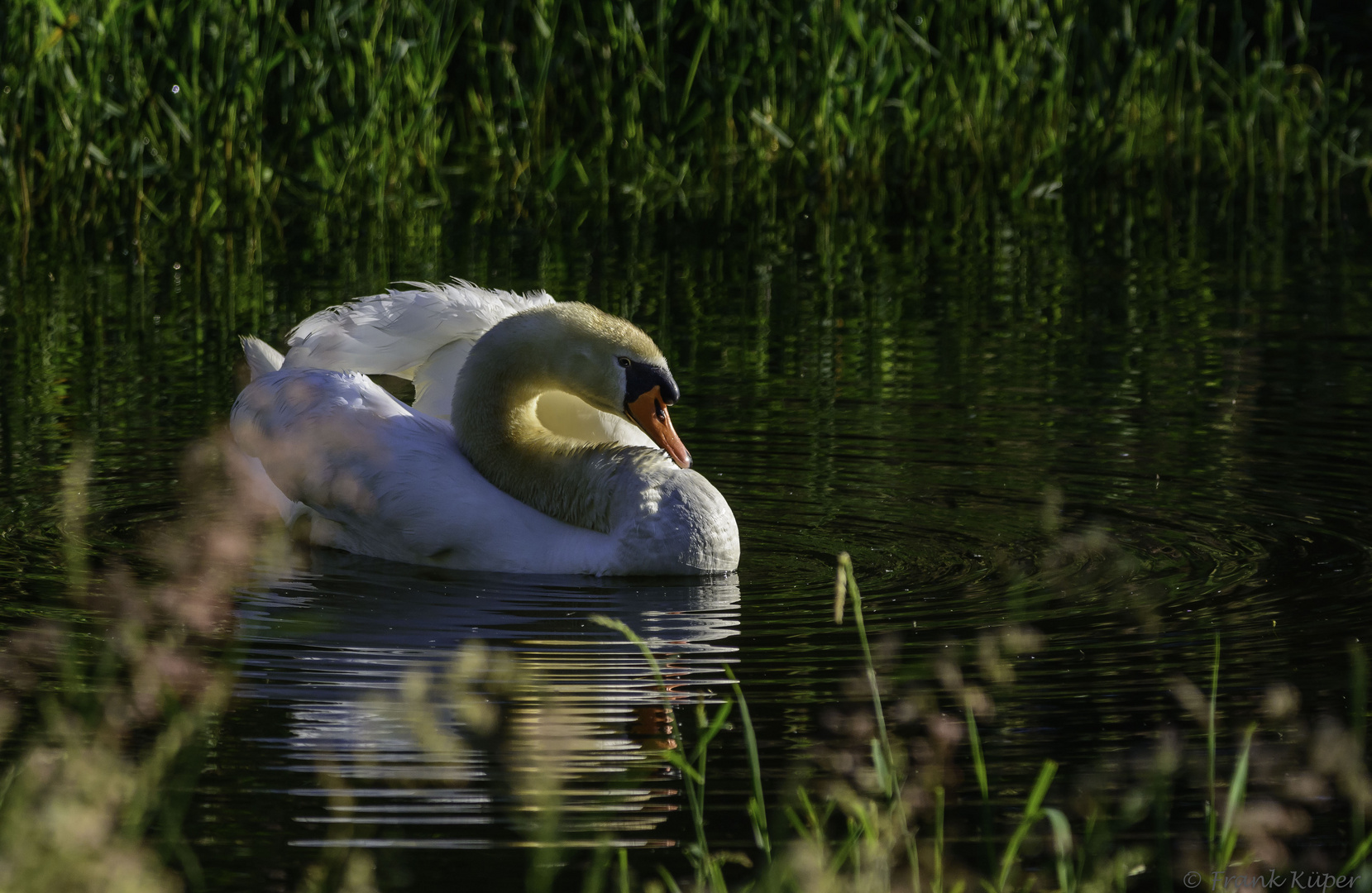 Ein Höckerschwan