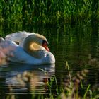 Ein Höckerschwan