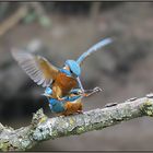 Ein Höhepunkt, nicht nur für den Eisvogel ;-)