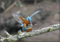 Ein Höhepunkt, nicht nur für den Eisvogel ;-)