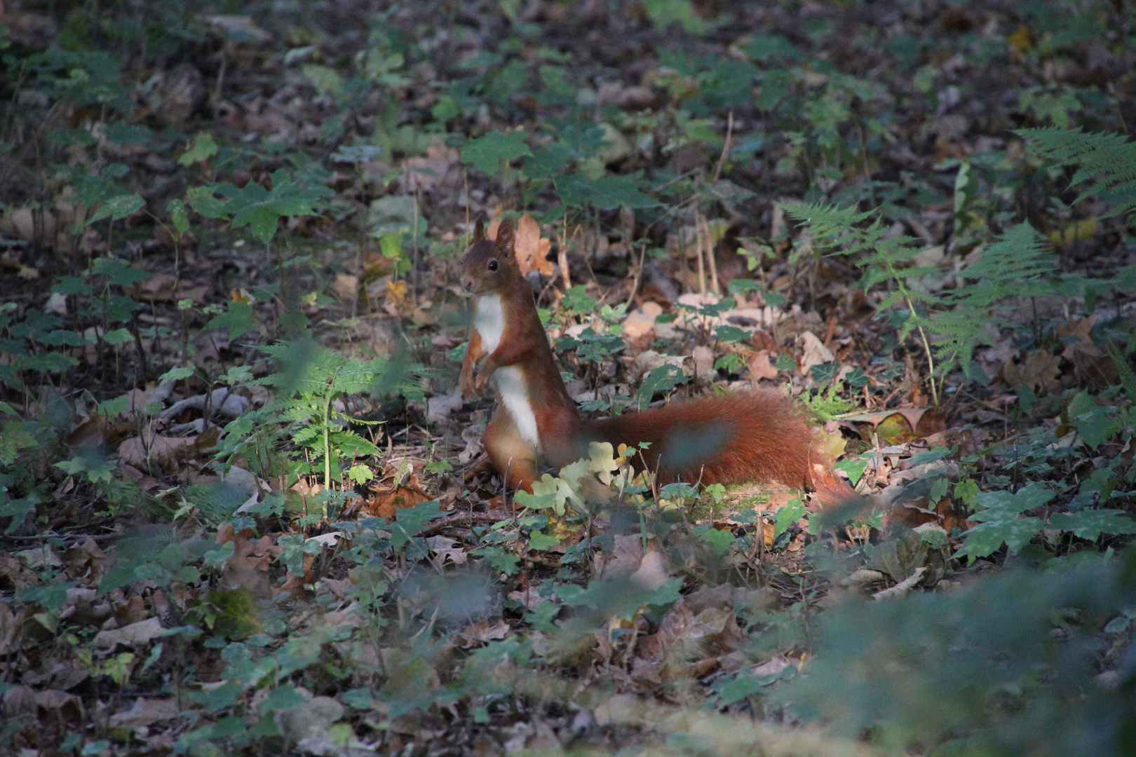 ein ......hörnchen