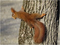 Ein Hörnchen