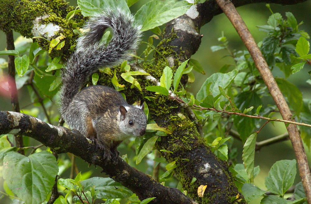 Ein Hörnchen aus Costa Rica