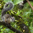 Ein Hörnchen aus Costa Rica