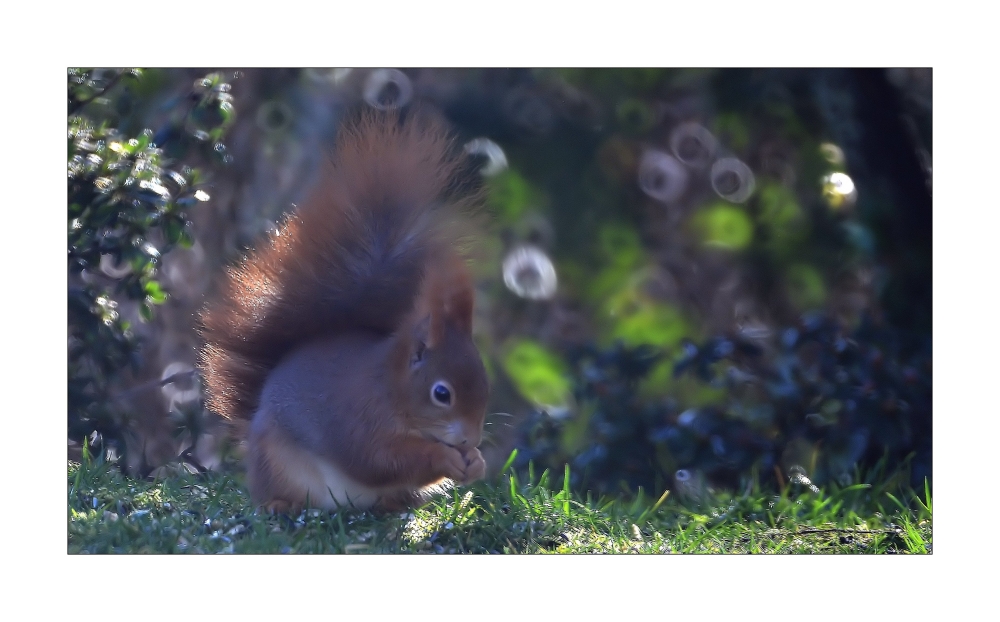 Ein Hörnchen