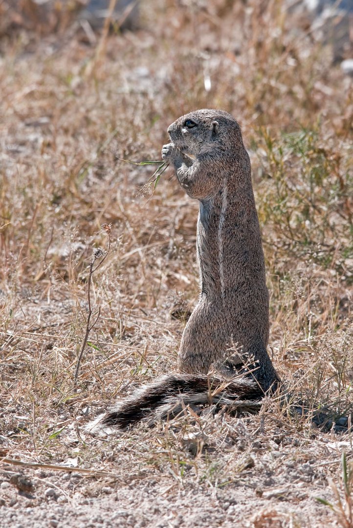 Ein Hörnchen...