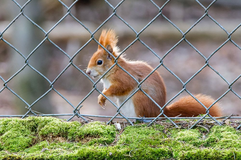 ein Hörnchen namens B