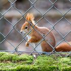 ein Hörnchen namens B