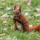 ein Hörnchen saß im Grase  .....