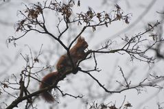 Ein Hörnchen turnt von Ast zu Ast...