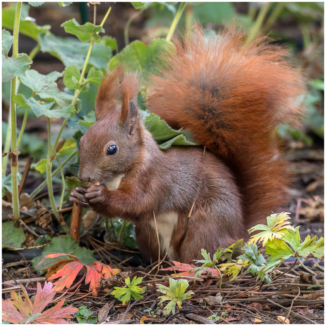 ein Hörnchen zum gern haben  .....