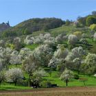 Ein hoffnungsvoller Blick in den Frühling....