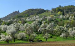 Ein hoffnungsvoller Blick in den Frühling....