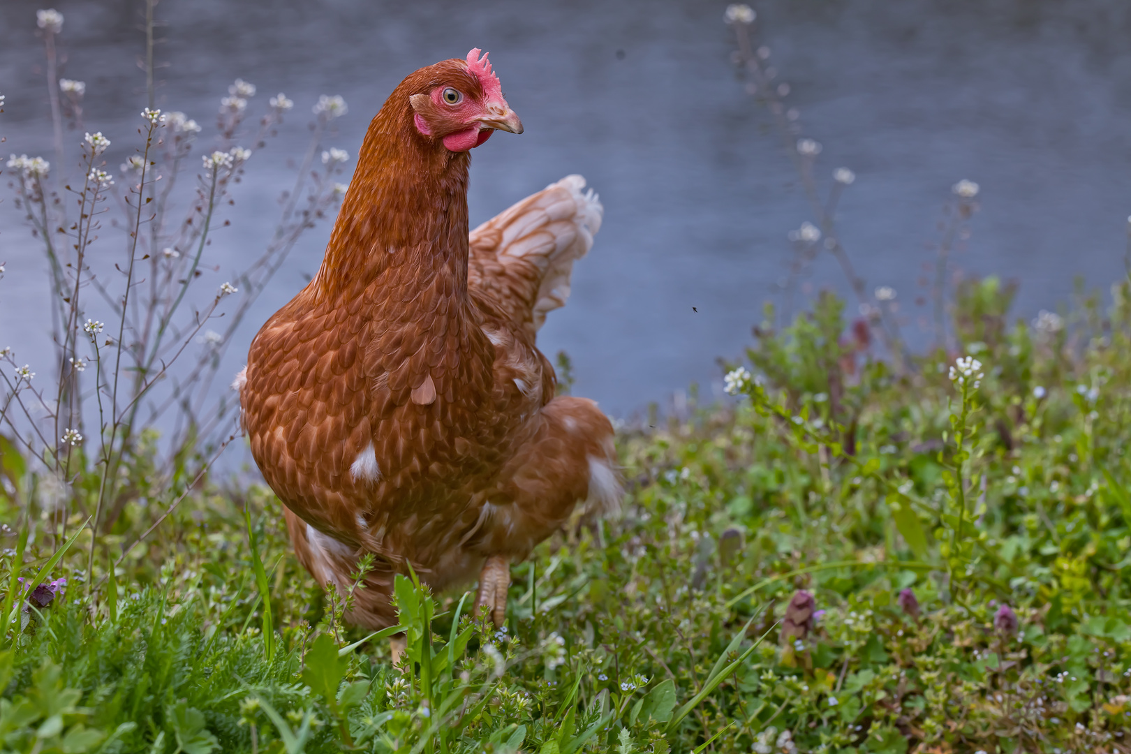 Ein Hohenloher Freiland Huhn Foto &amp; Bild | tiere, haustiere, federvieh ...