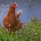 Ein Hohenloher Freiland Huhn