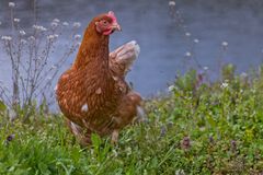 Ein Hohenloher Freiland Huhn