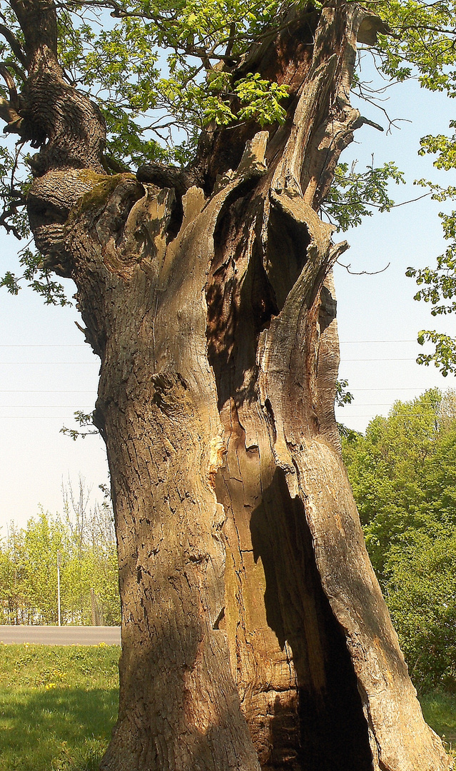 Ein hohller Baum