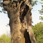 Ein hohller Baum