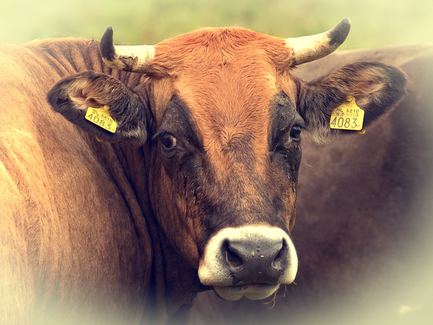 Ein Holländischen Stier