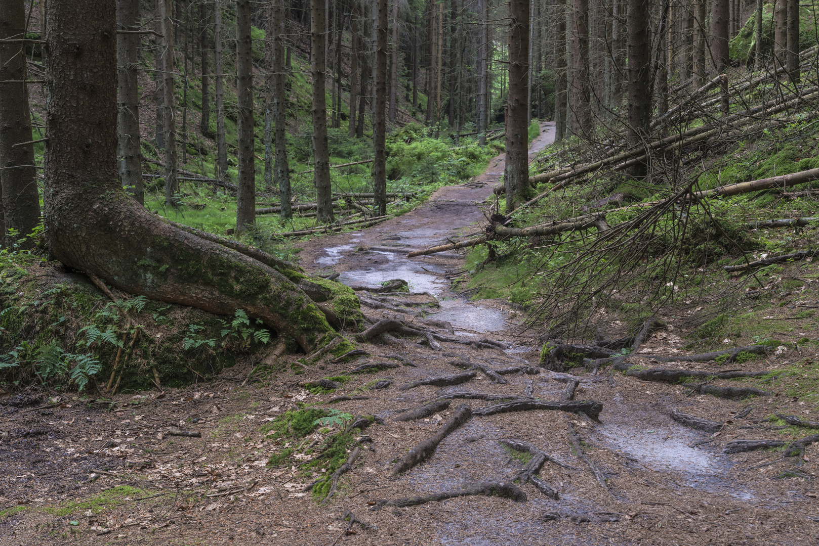 ***    ein holpriger weg     ***