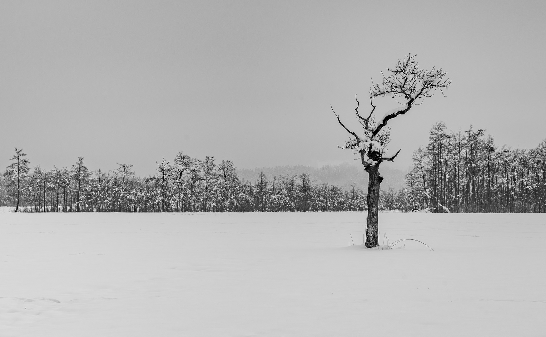 Ein Holz-Gewächs