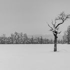 Ein Holz-Gewächs