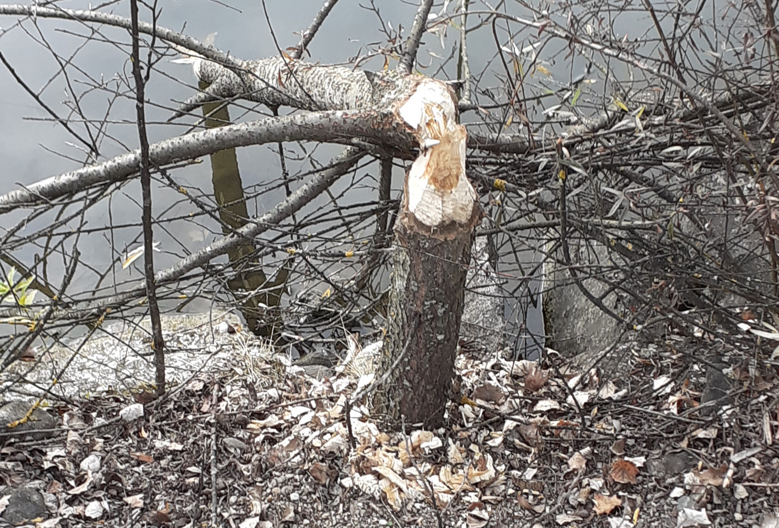 ein Holzfäller