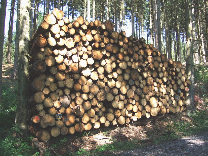 Ein Holzstapel im Wald