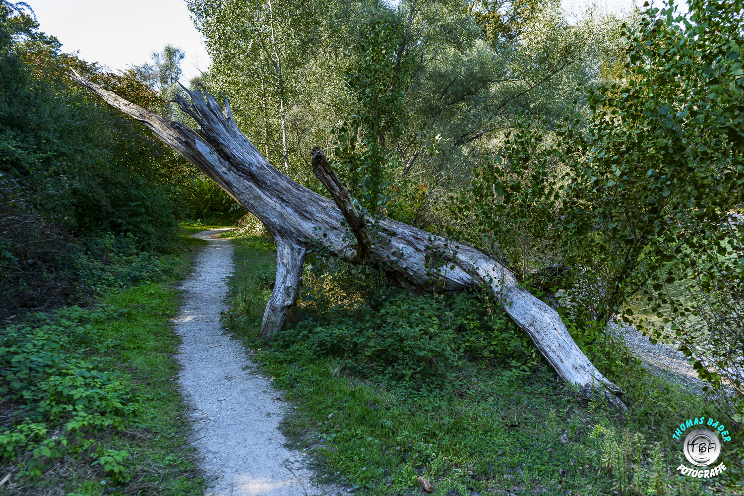 Ein Holzwurm ...