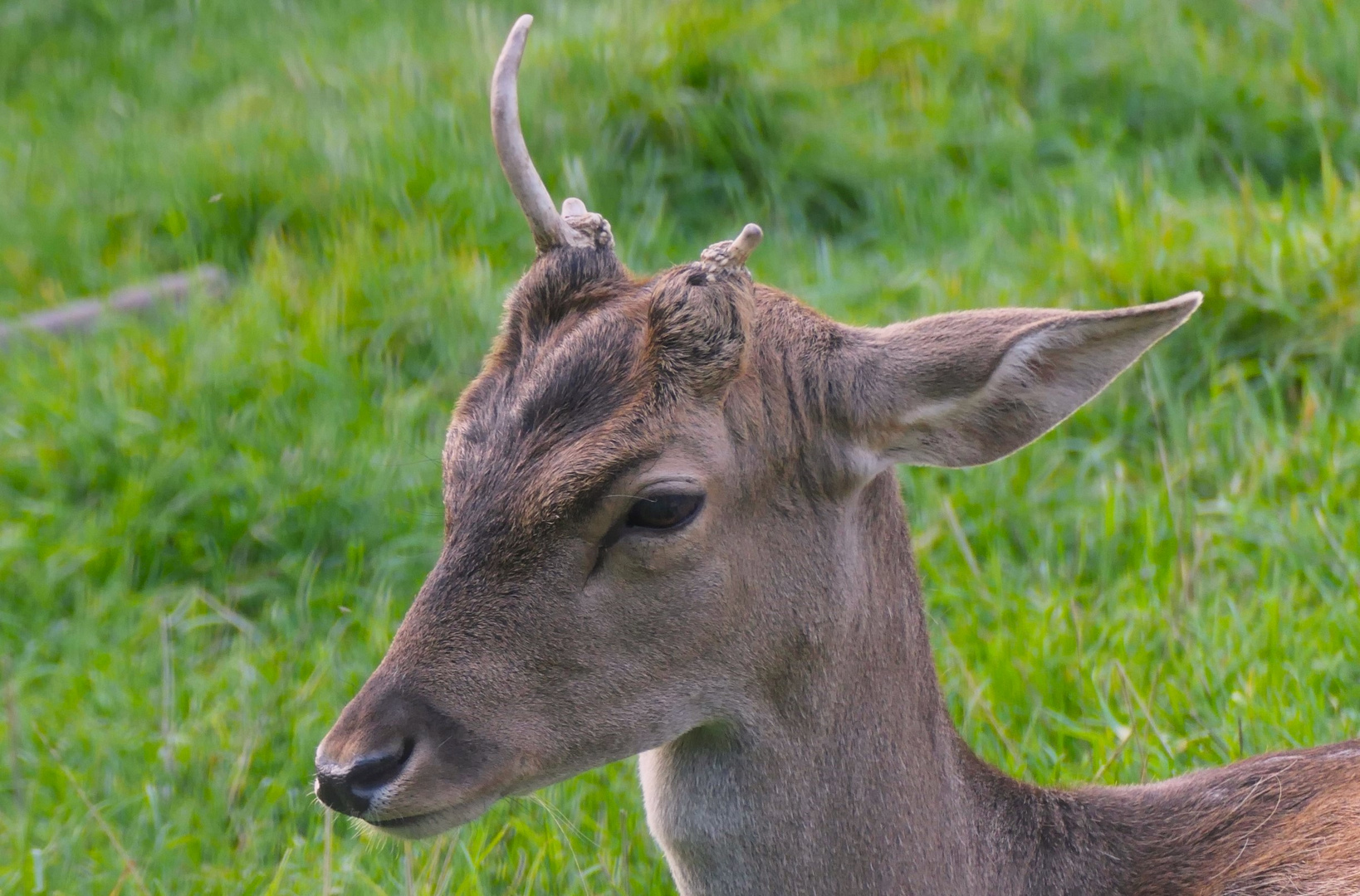 Ein Horn ...