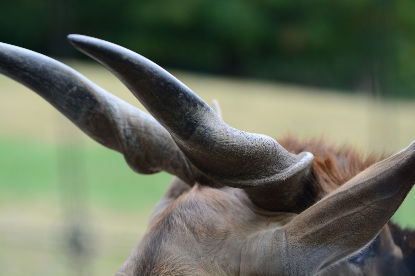 Ein Horn ist wie ein Fingerabdruck 