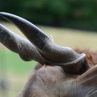 Ein Horn ist wie ein Fingerabdruck 