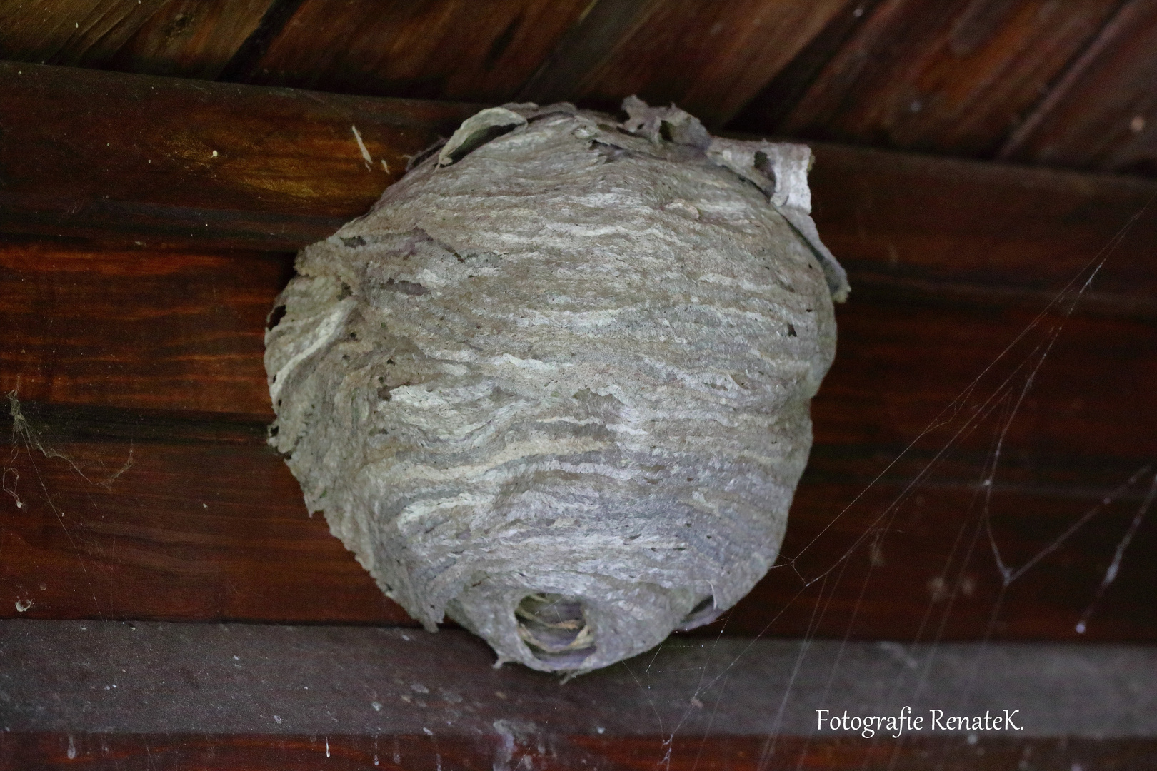 Ein Hornissennest in einem kleinen Gerätehaus 